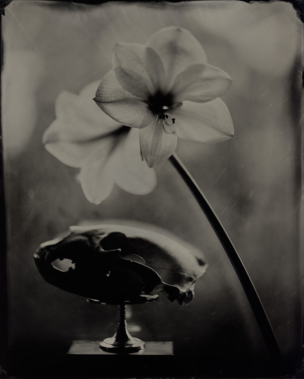 Amaryllis And Ursus