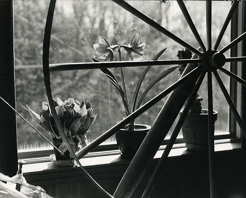 Amaryllis and Wheel