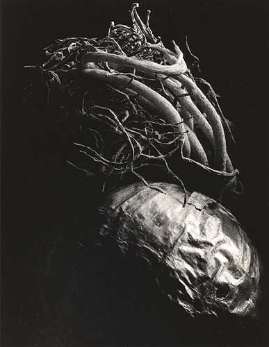 Amaryllis Bulb
