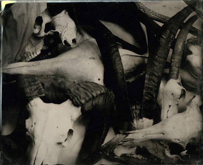 ambrotype - pile of skulls