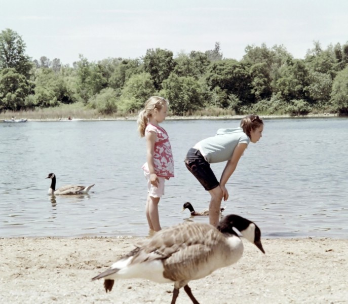 American Geese