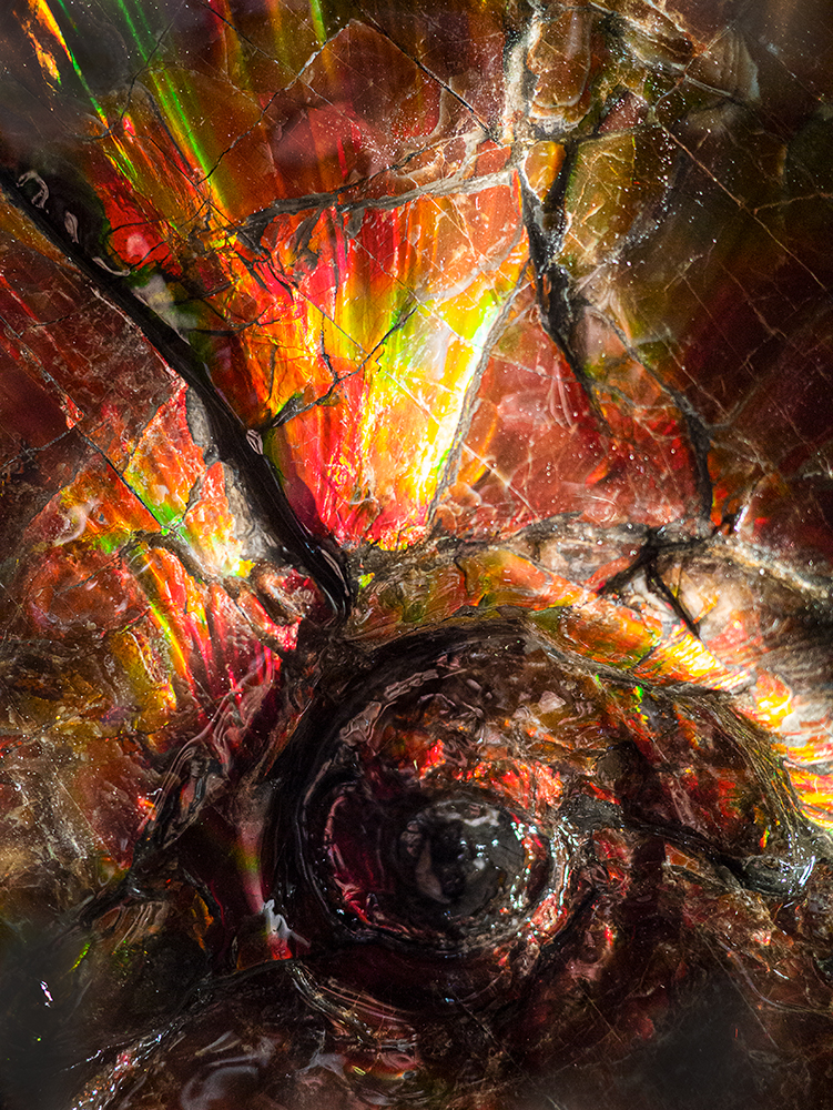 Ammolite