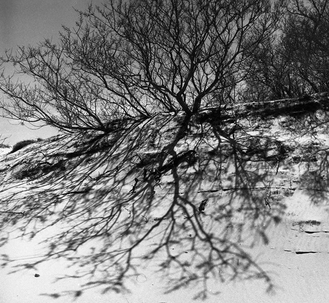 Among the dunes