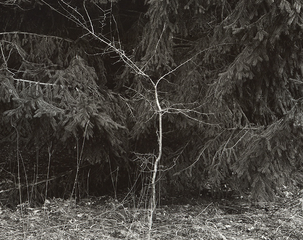 Among the Pines
