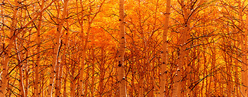 An Aspen Cadenza of Shimmering Gold Light
