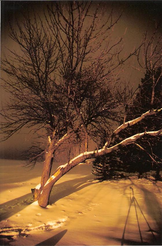 ancient apple tree at night