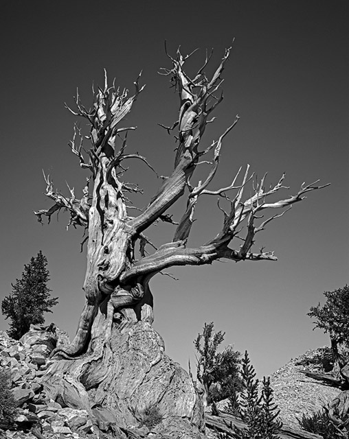 Ancient Bristlecone Pine