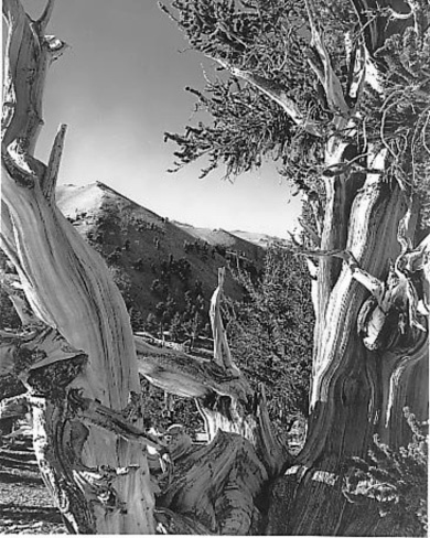 Ancient Bristlecone Pine