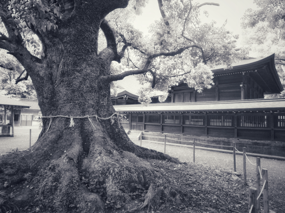 Ancient Camphor