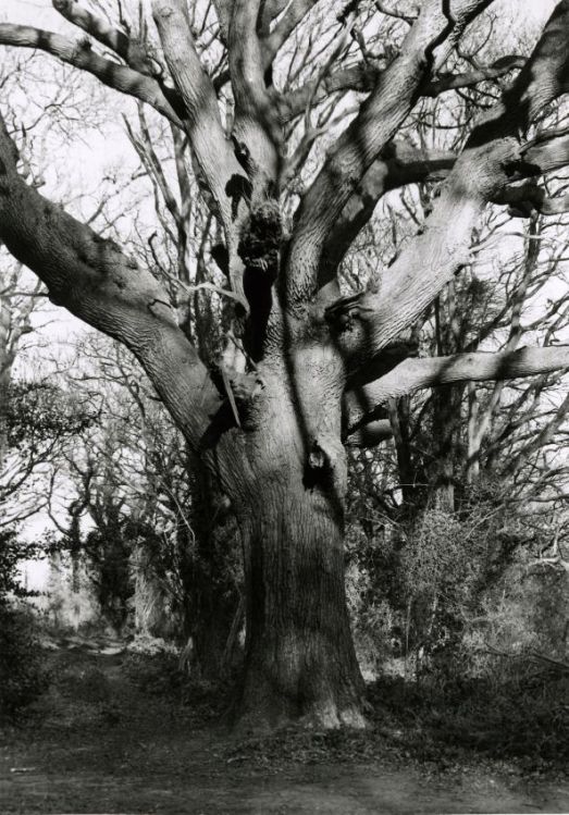 Ancient Tree, Borthwood Copse