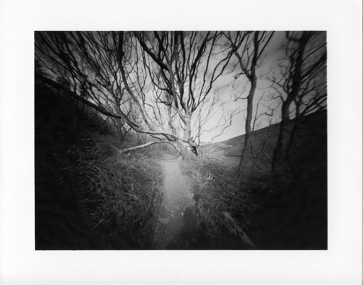 Ancient wood near Blegberry