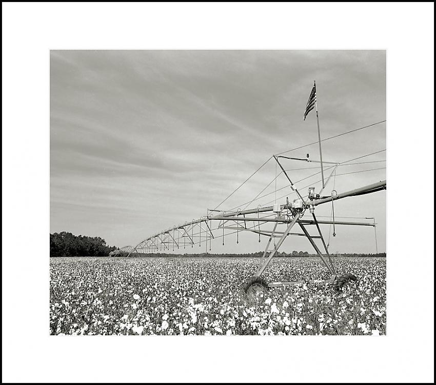 ...and the cotton is high