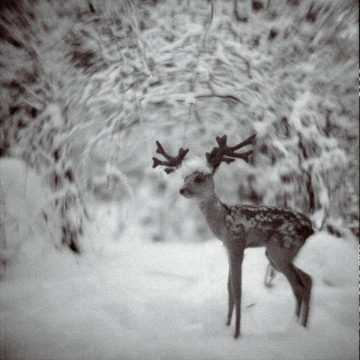..and The Poor Deer...