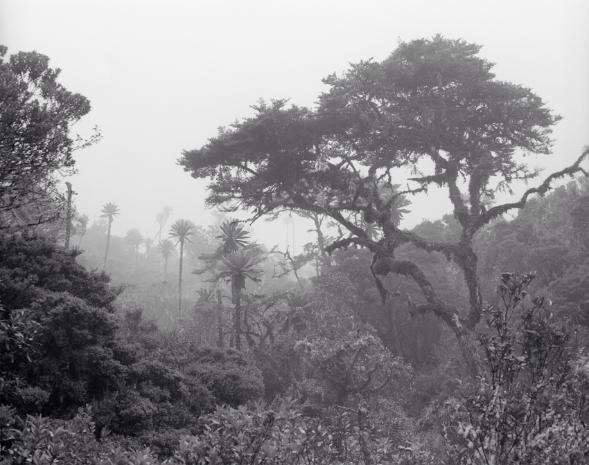 Andean forest, fog
