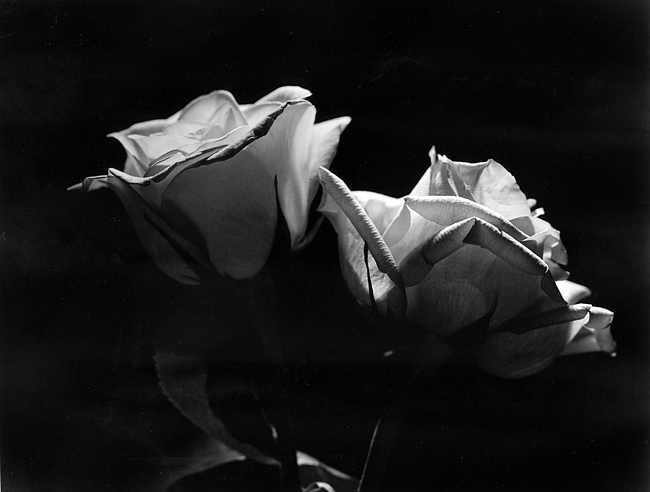 Another flower shot :)