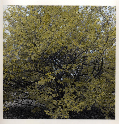 Another hand-colored one