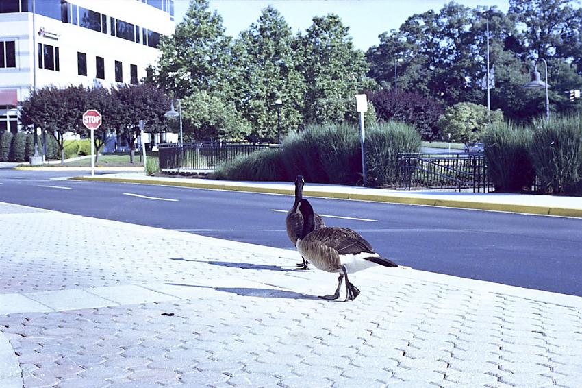 Another one of the ducks
