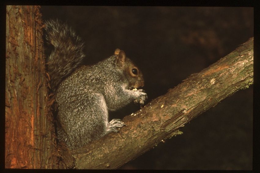 Another Squirrel.