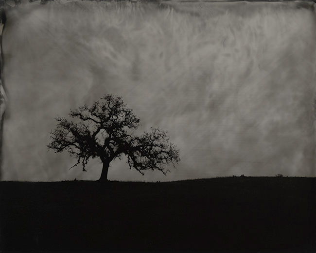 Another Tree