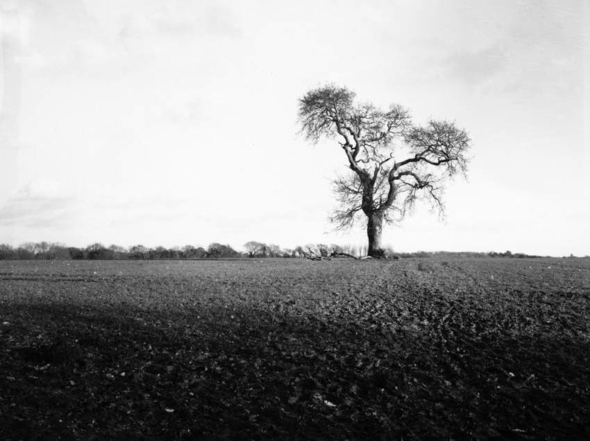 Another Tree