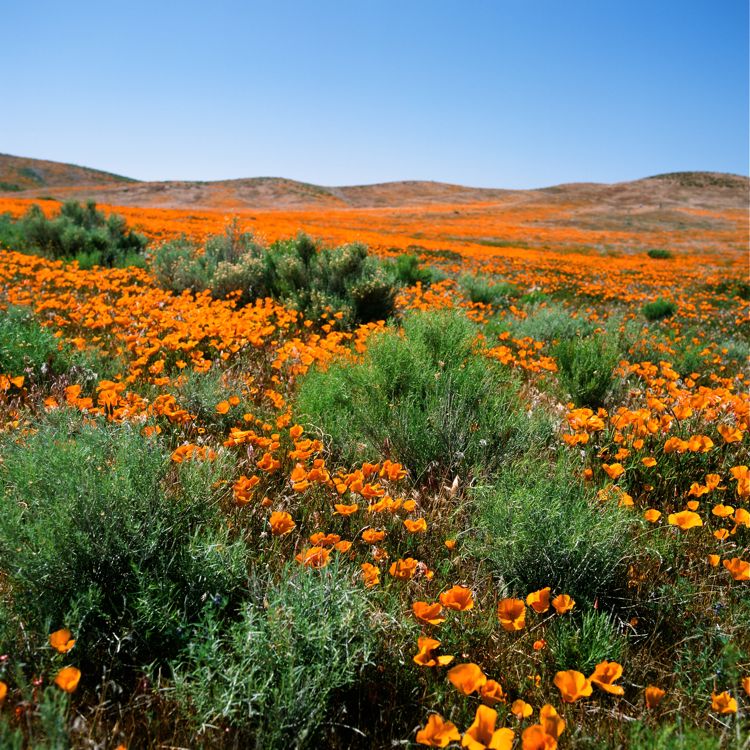 Antelope Valley