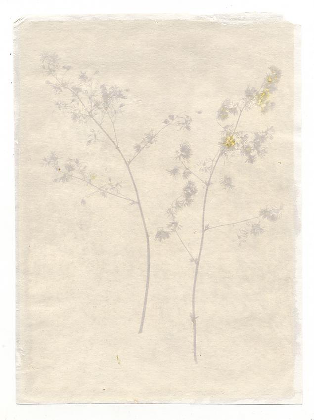 Anthotype 2