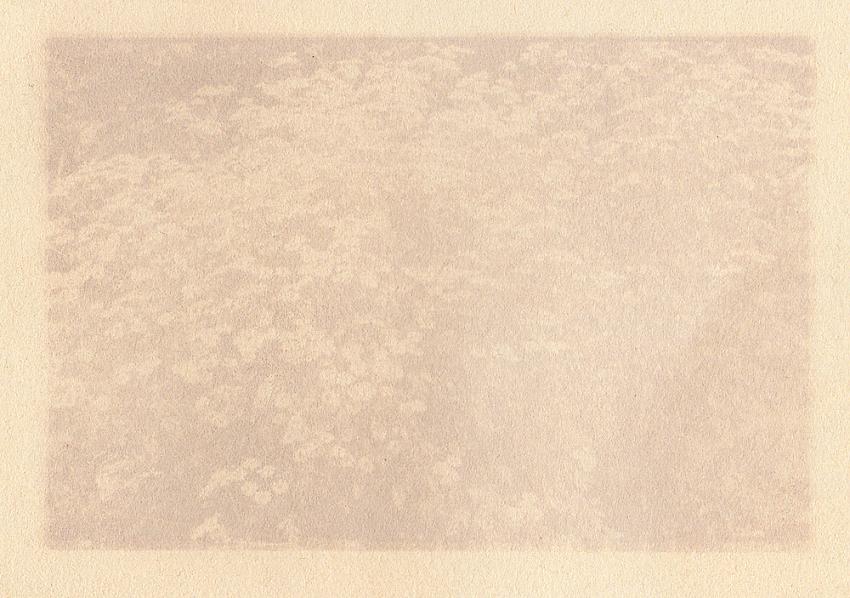 Anthotype from positive of flowers