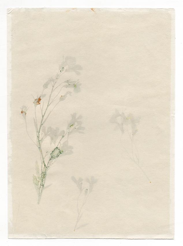 Anthotype of three flowers