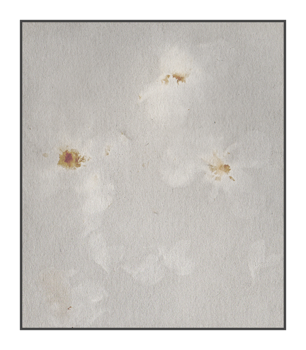 Anthotype