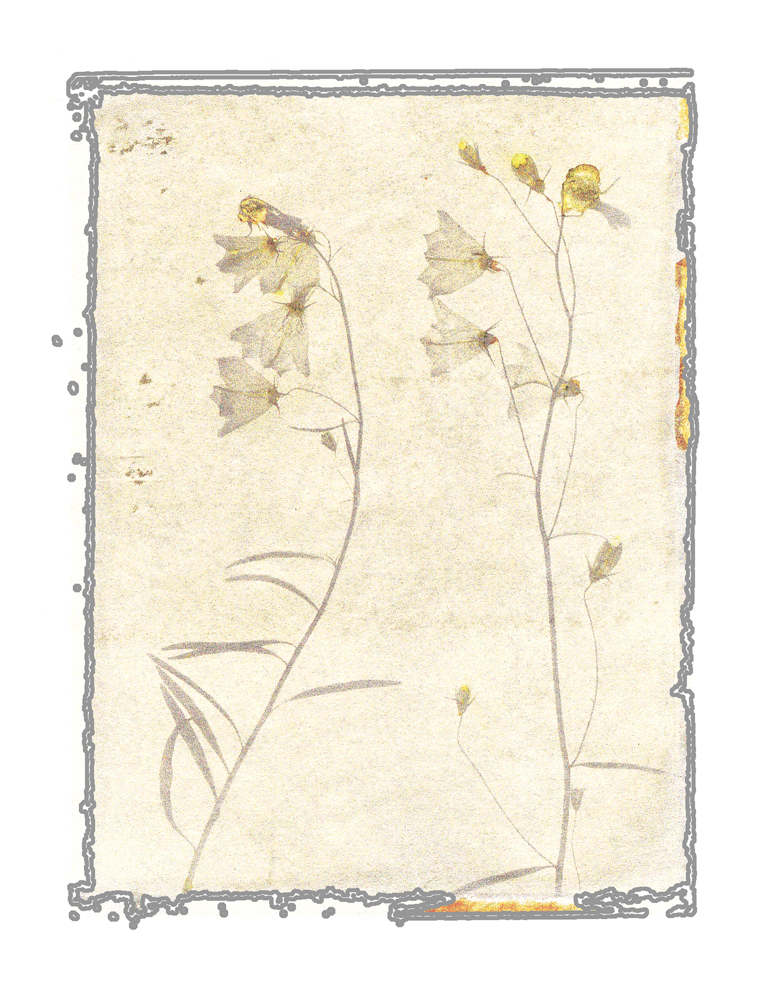 Anthotype
