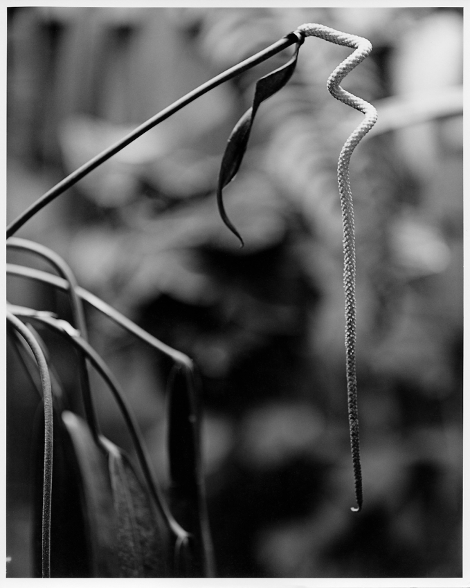 Anthurium wendlingeri