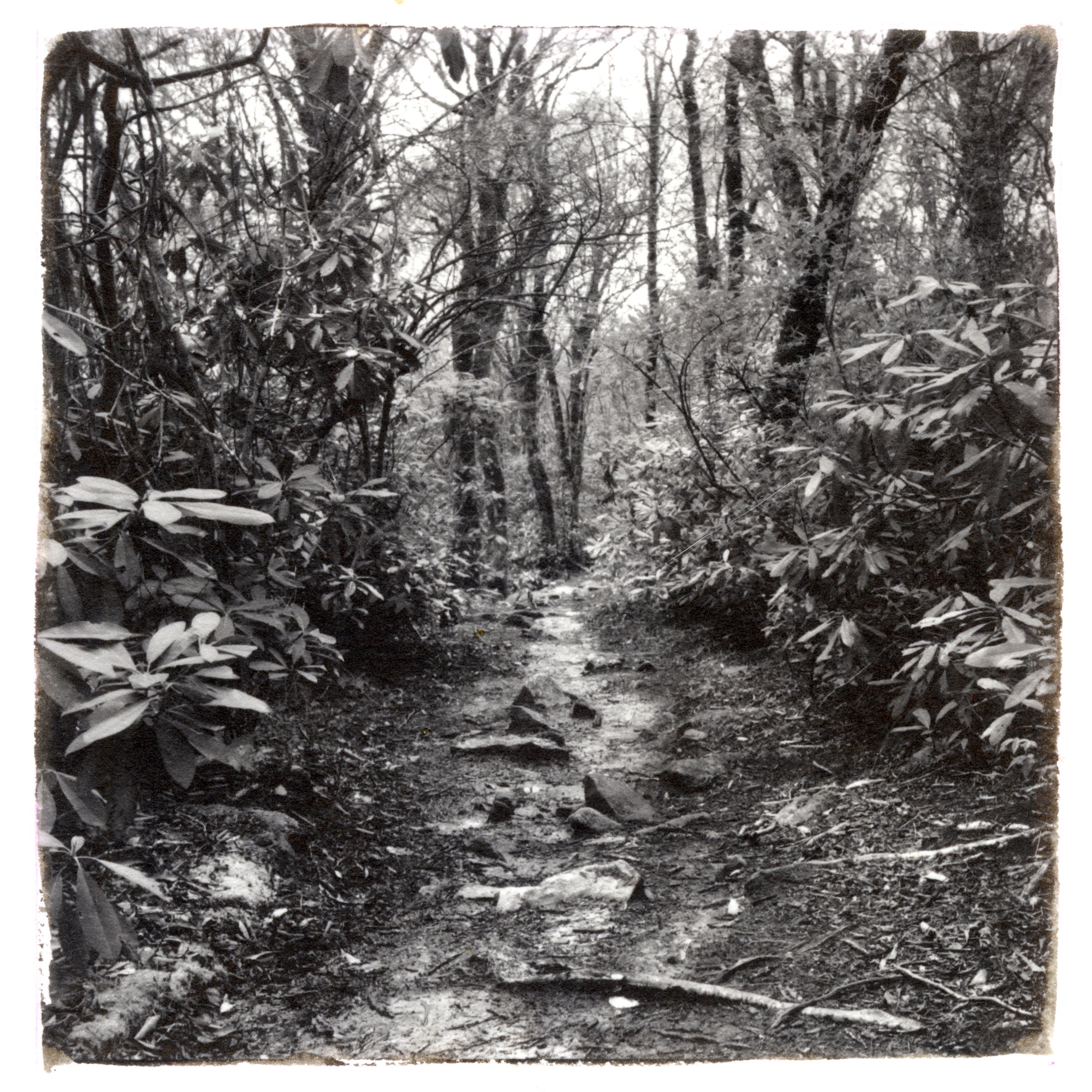 Appalachian Trail: A rainy walk on Firescald Knob yesterday morning.