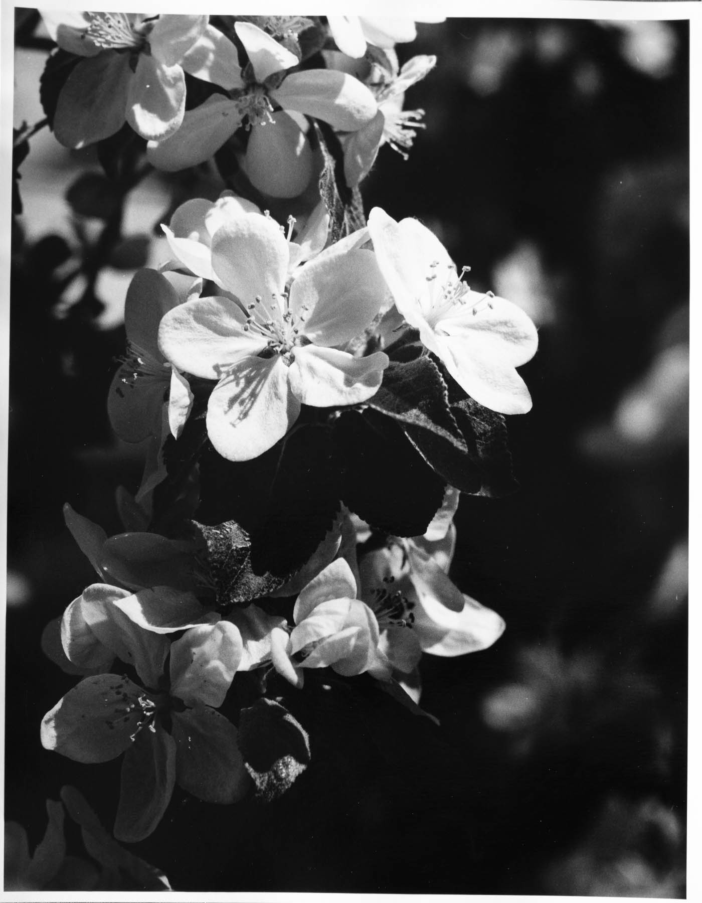 Apple flowers