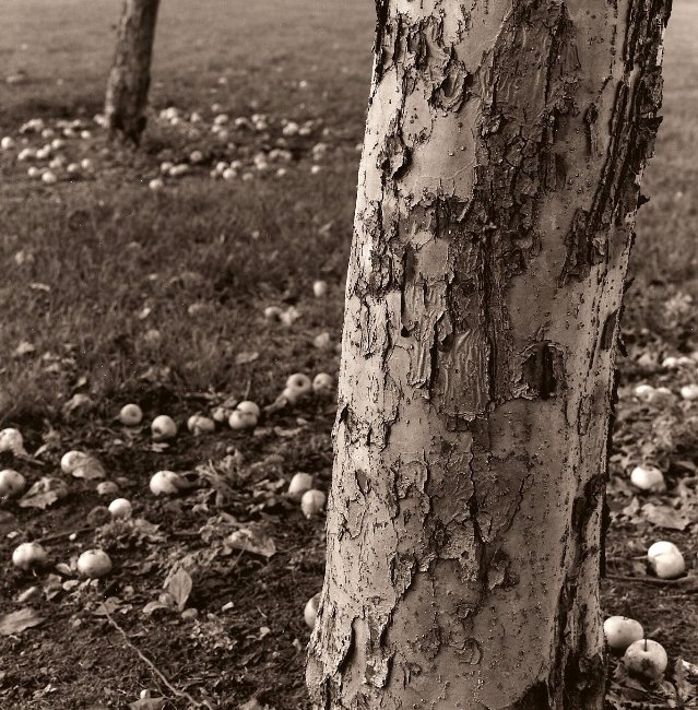 apple trees