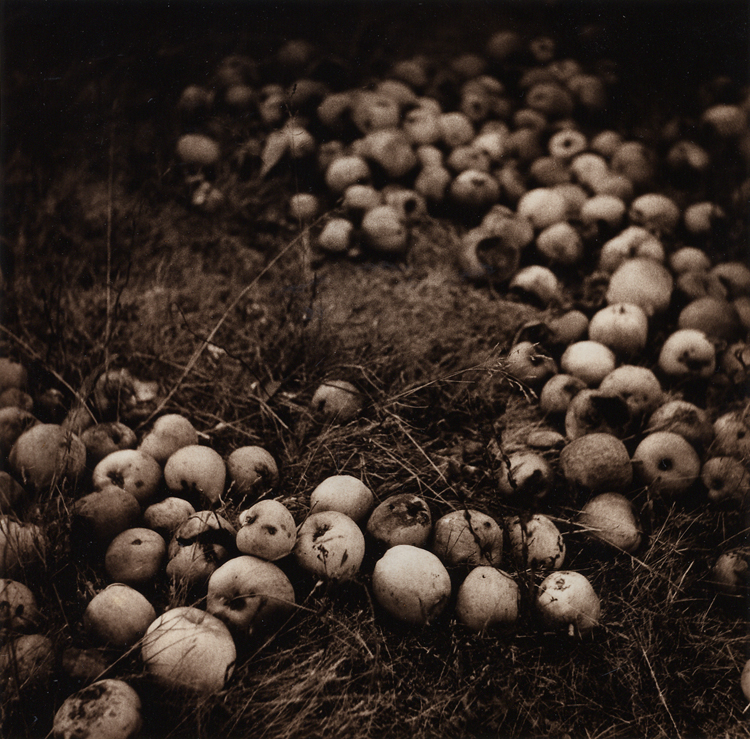 Apples, Boundary Bay
