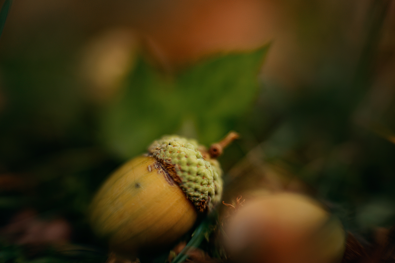 Approaching fall