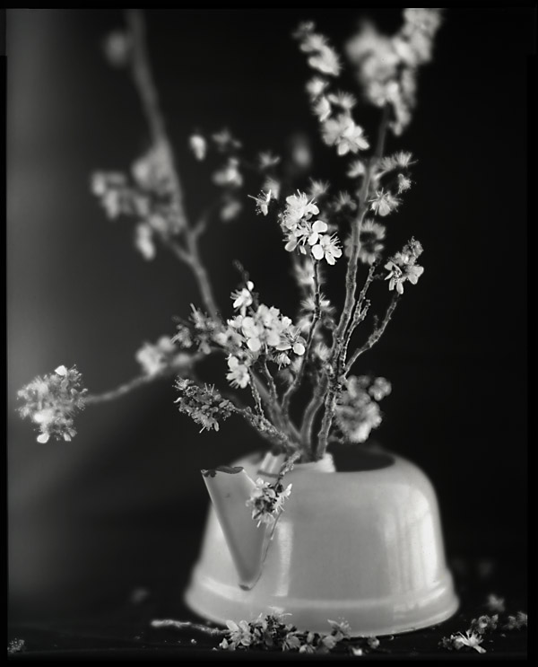 Apricot Blossums