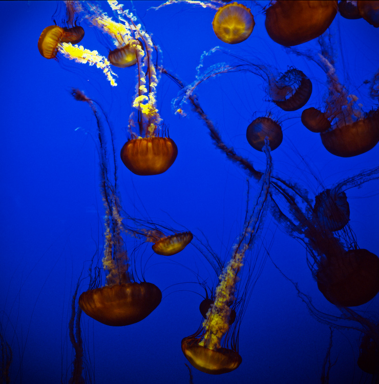 Aquarium