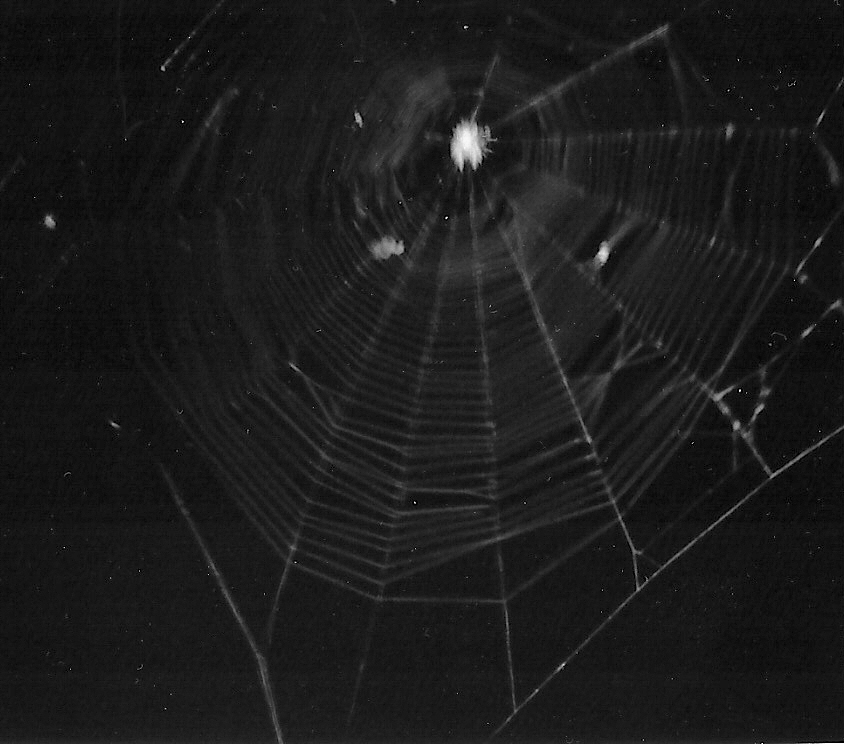 Arachnophobia
