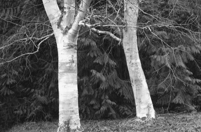 Arboretum in January