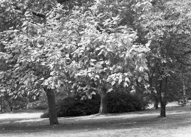 arboretum_pinhole