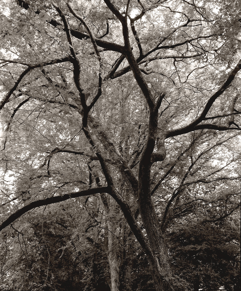 Arching Overhead - MSA "Nature"