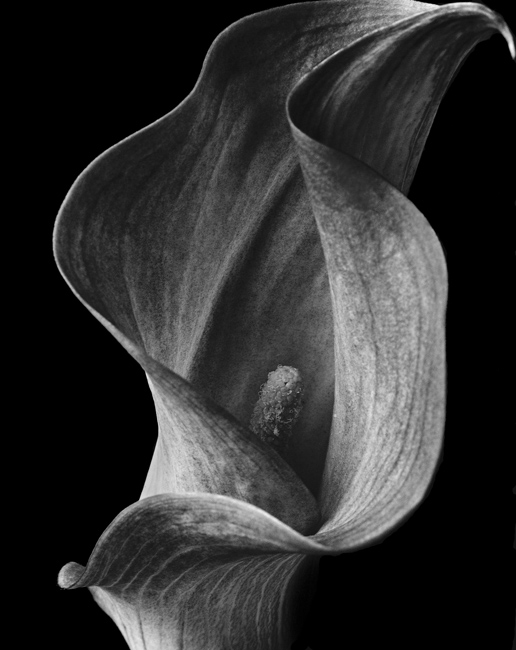 Arum Lily