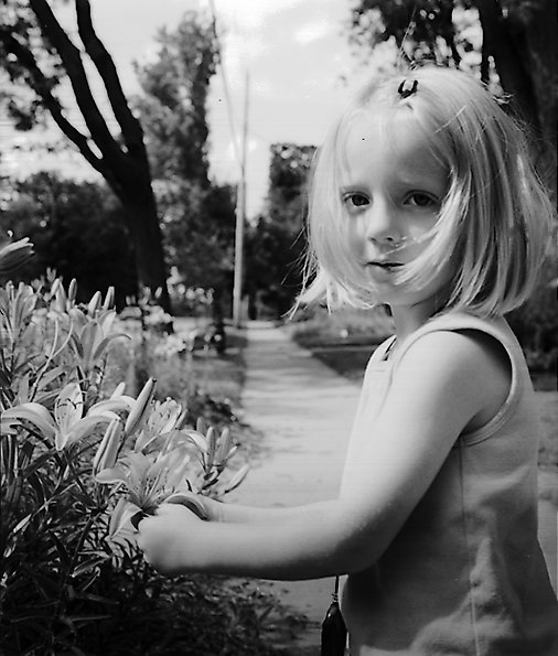 Asian Lilies Two