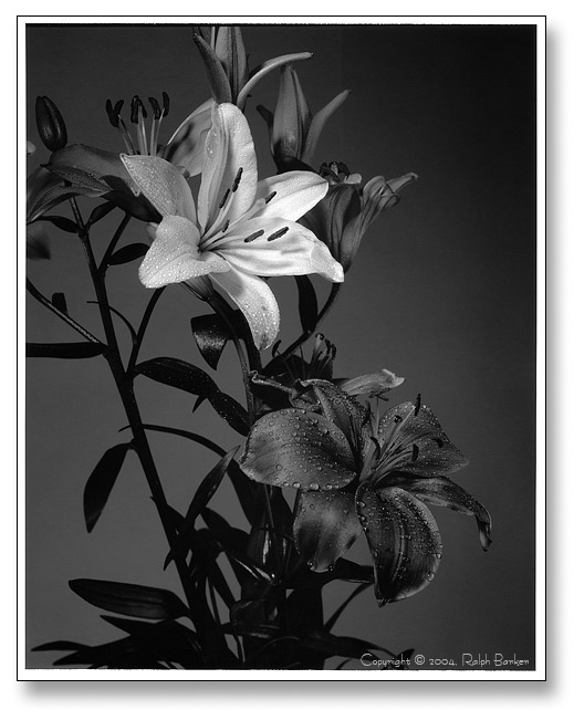 Asian lillies