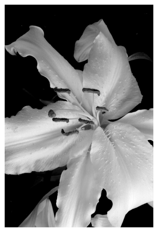 Asian Lilly