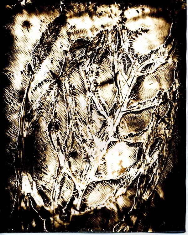 Asparagus-Chemigram
