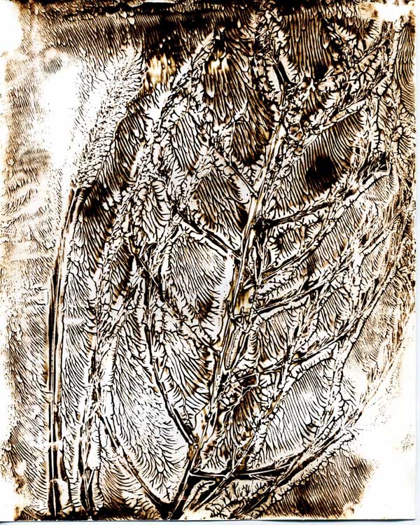 Asparagus-Chemigram