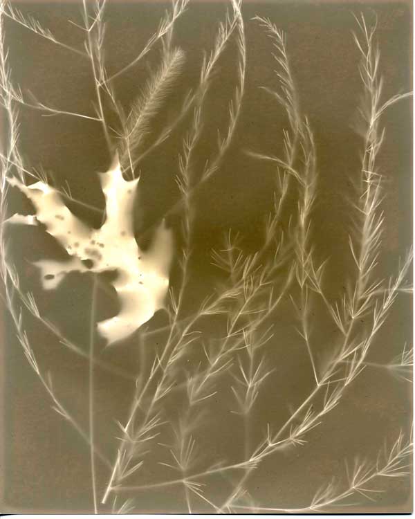 Asparagus-Lumen