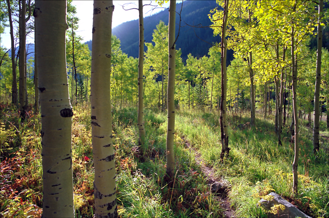 Aspen Grove, Aspen CO.